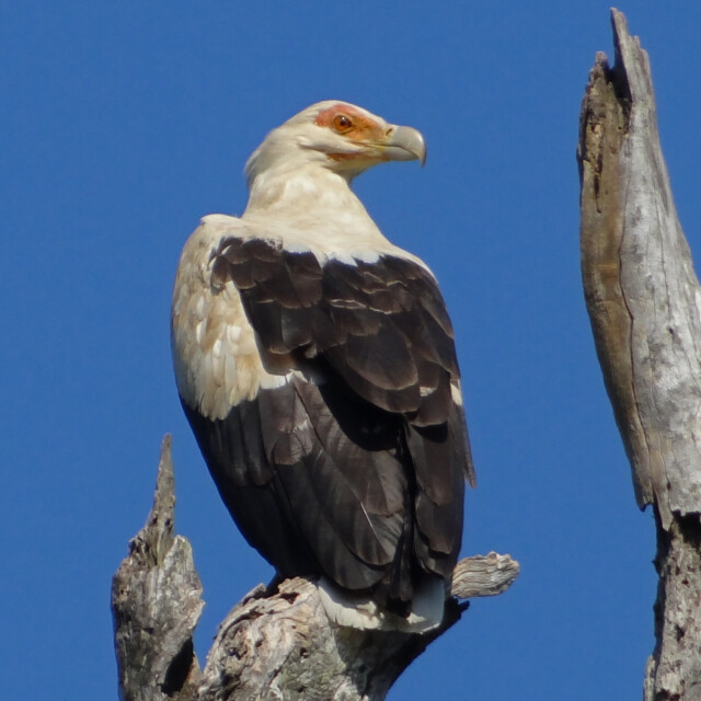 Palm-nut Vulture