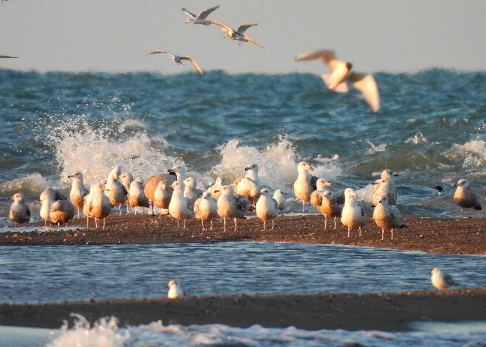 Point Pelee gulls