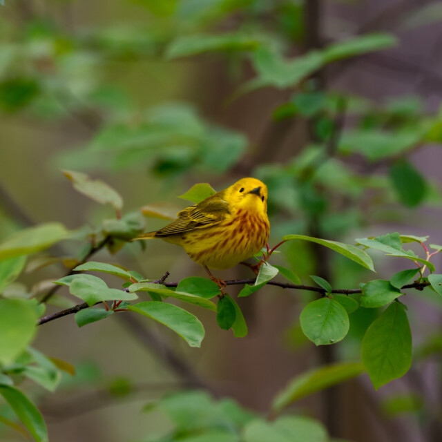 Yellow Warbler