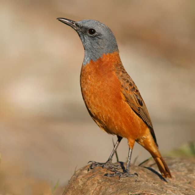 Sentinel rock thrush (Monticola explorator) perched on a rock, South Africa