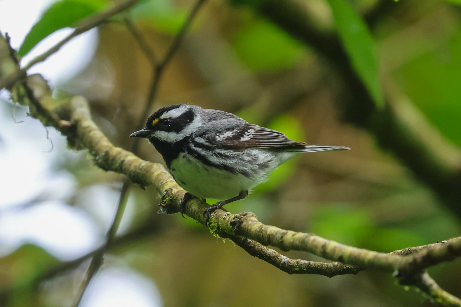 Black-throated Gray Warbler