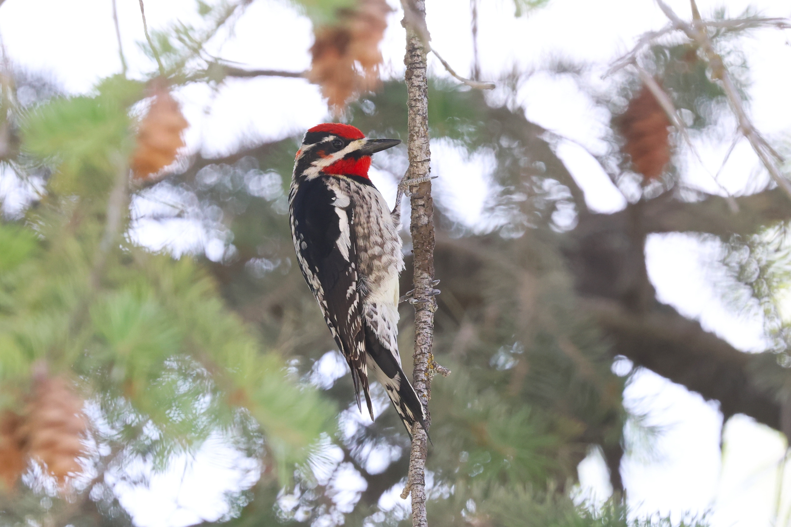Red-naped Sapsucker