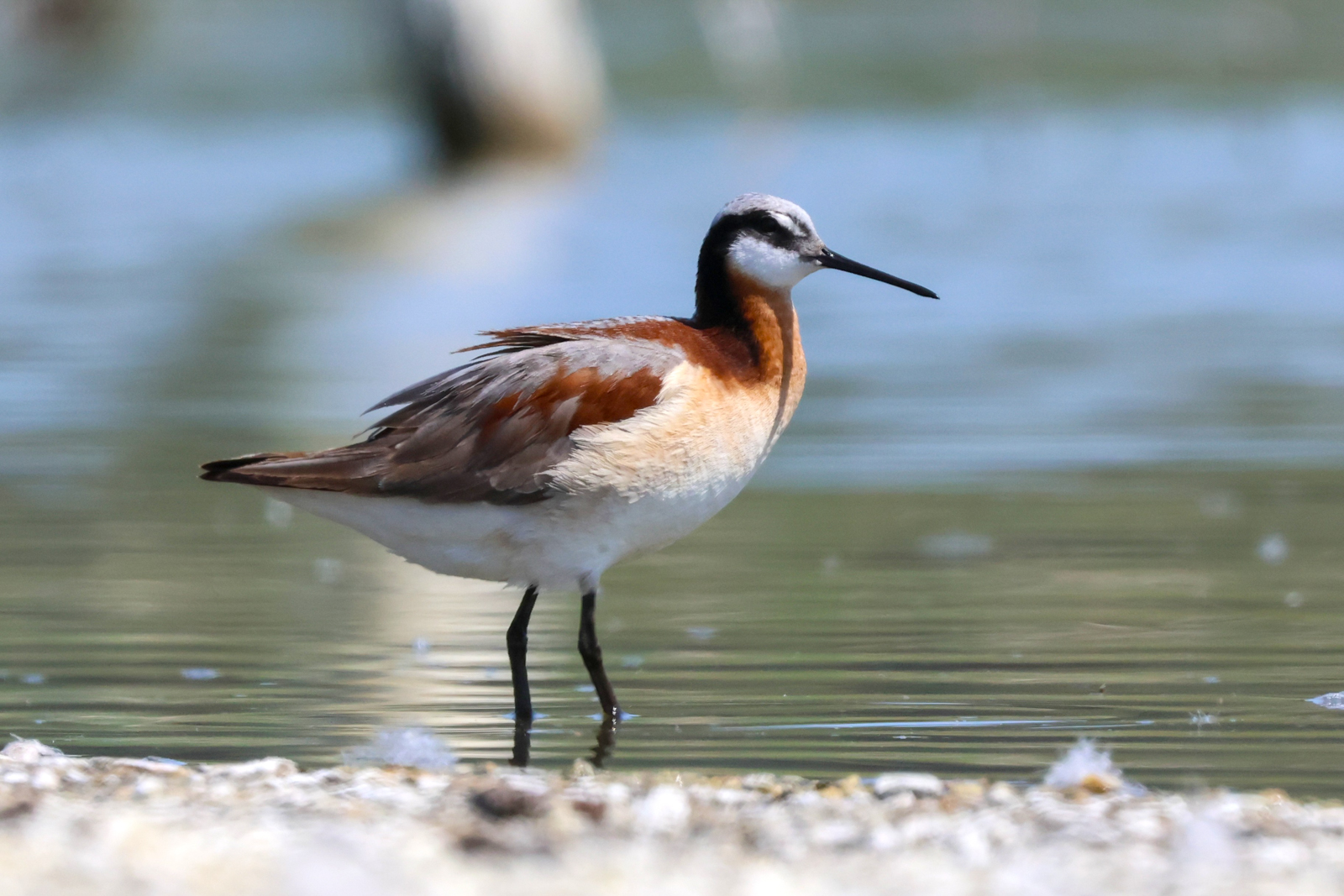 Wilson's Phalarope