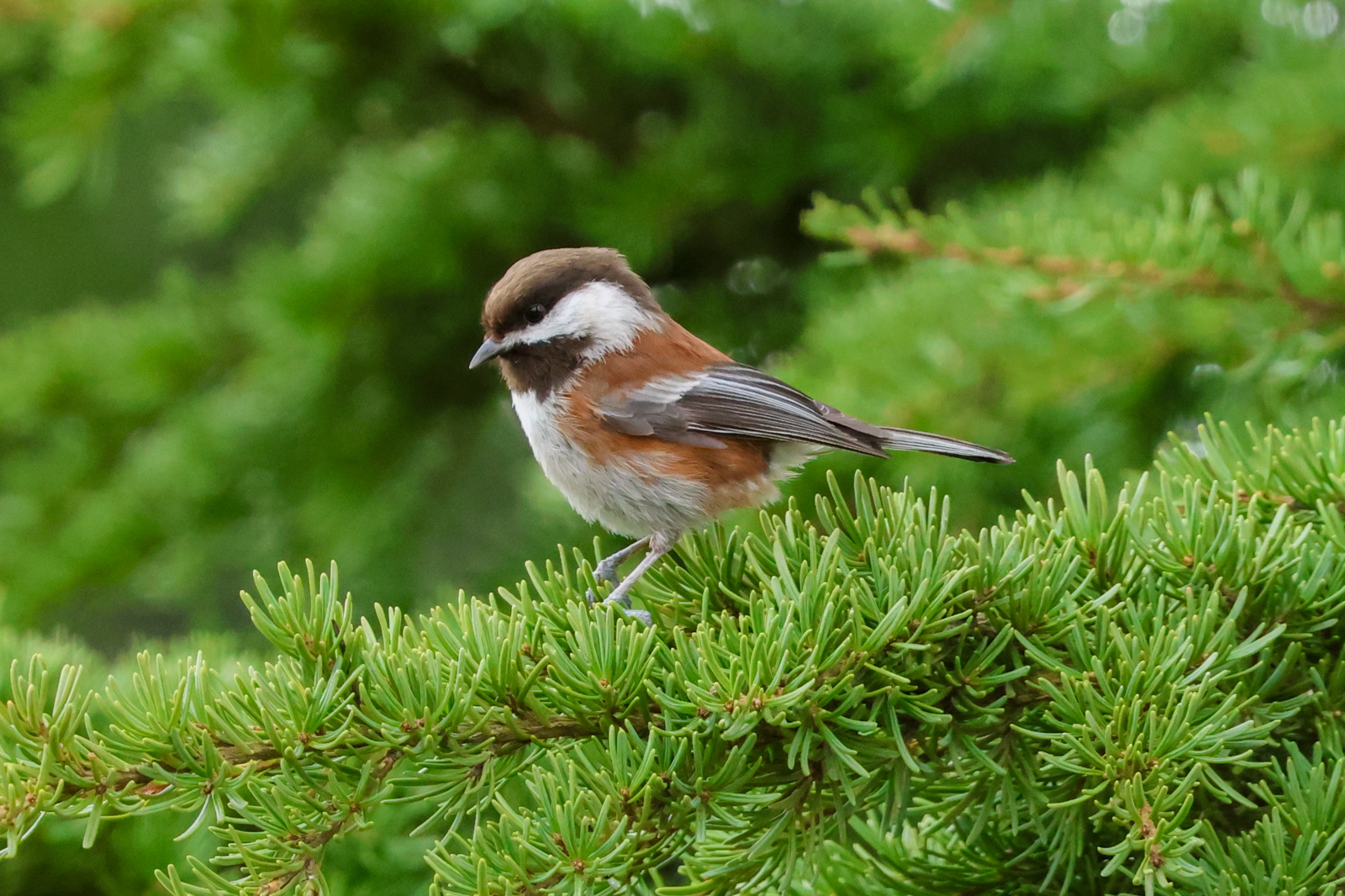 Chestnut-backed Chickadee