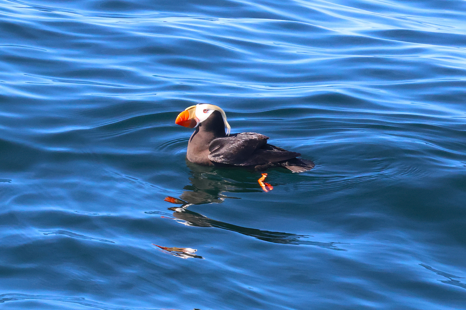 Tufted Puffin
