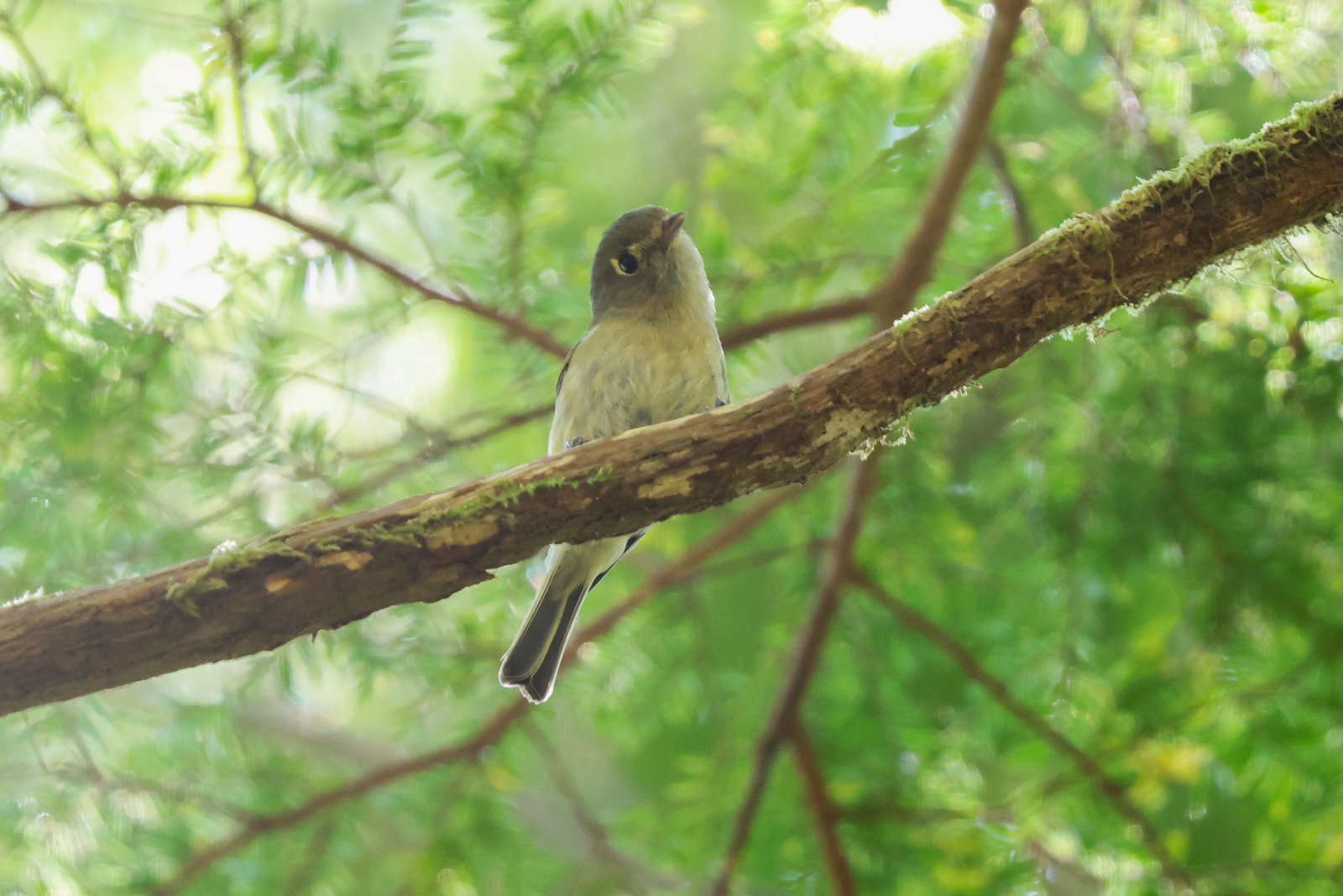 Hutton's Vireo