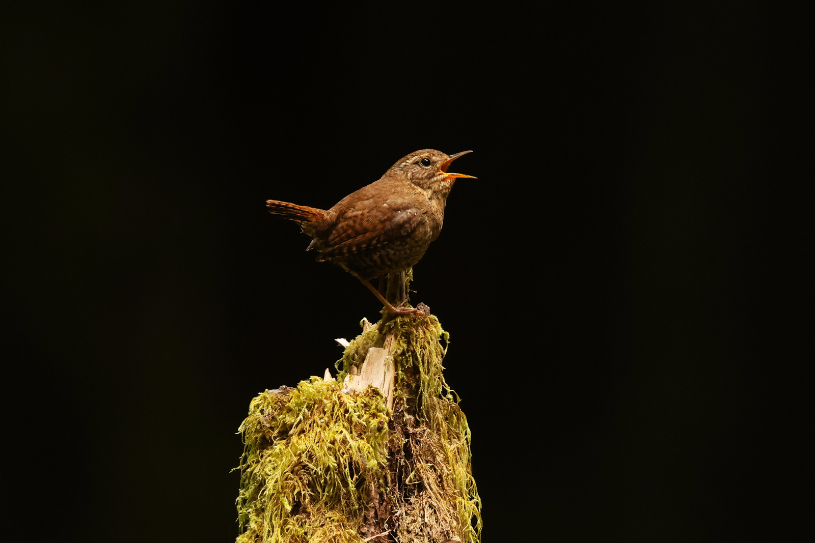 Pacific Wren