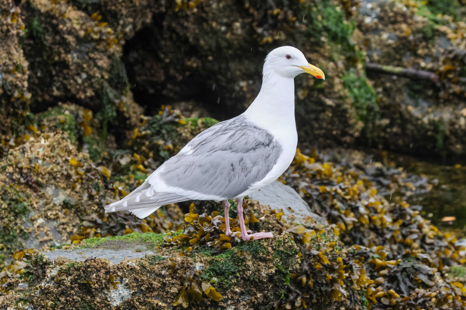 Glaucous-winged Gull