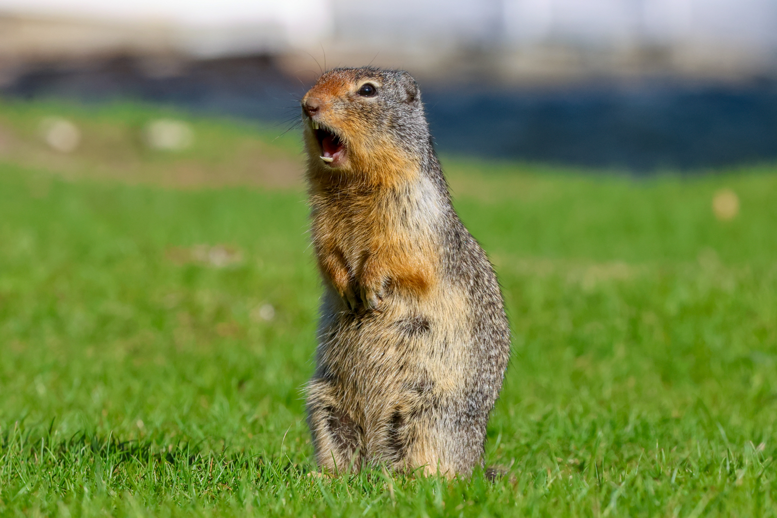 Columbian Ground-Squirrel
