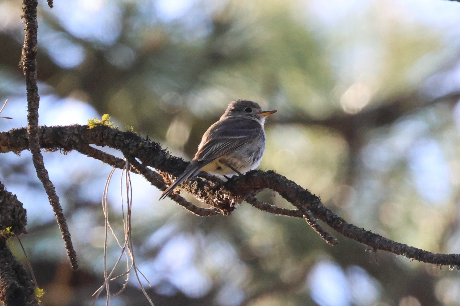 Gray Flycatcher