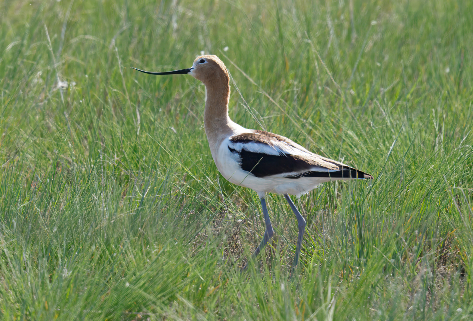 American Avocet
