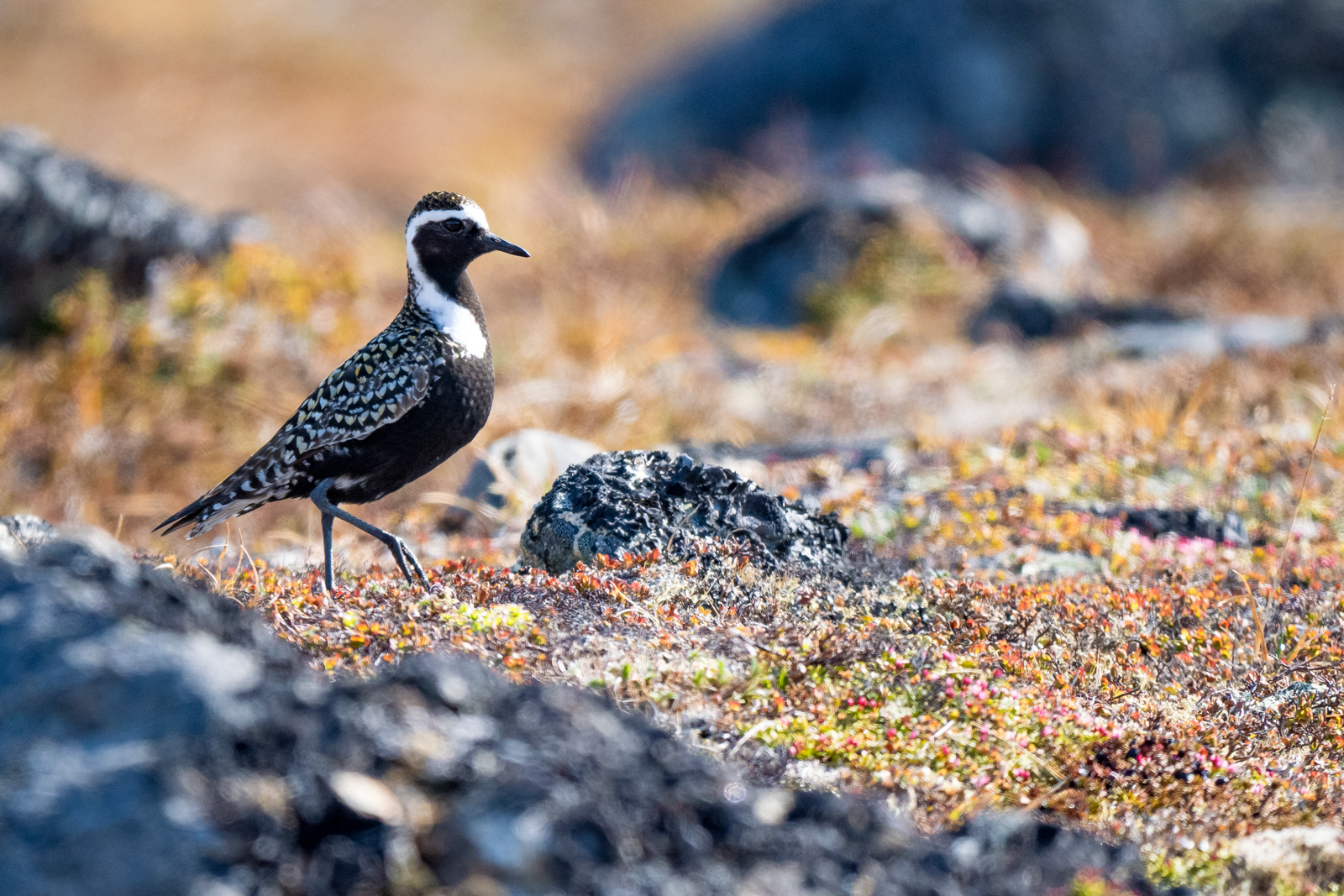 American Golden-Plover