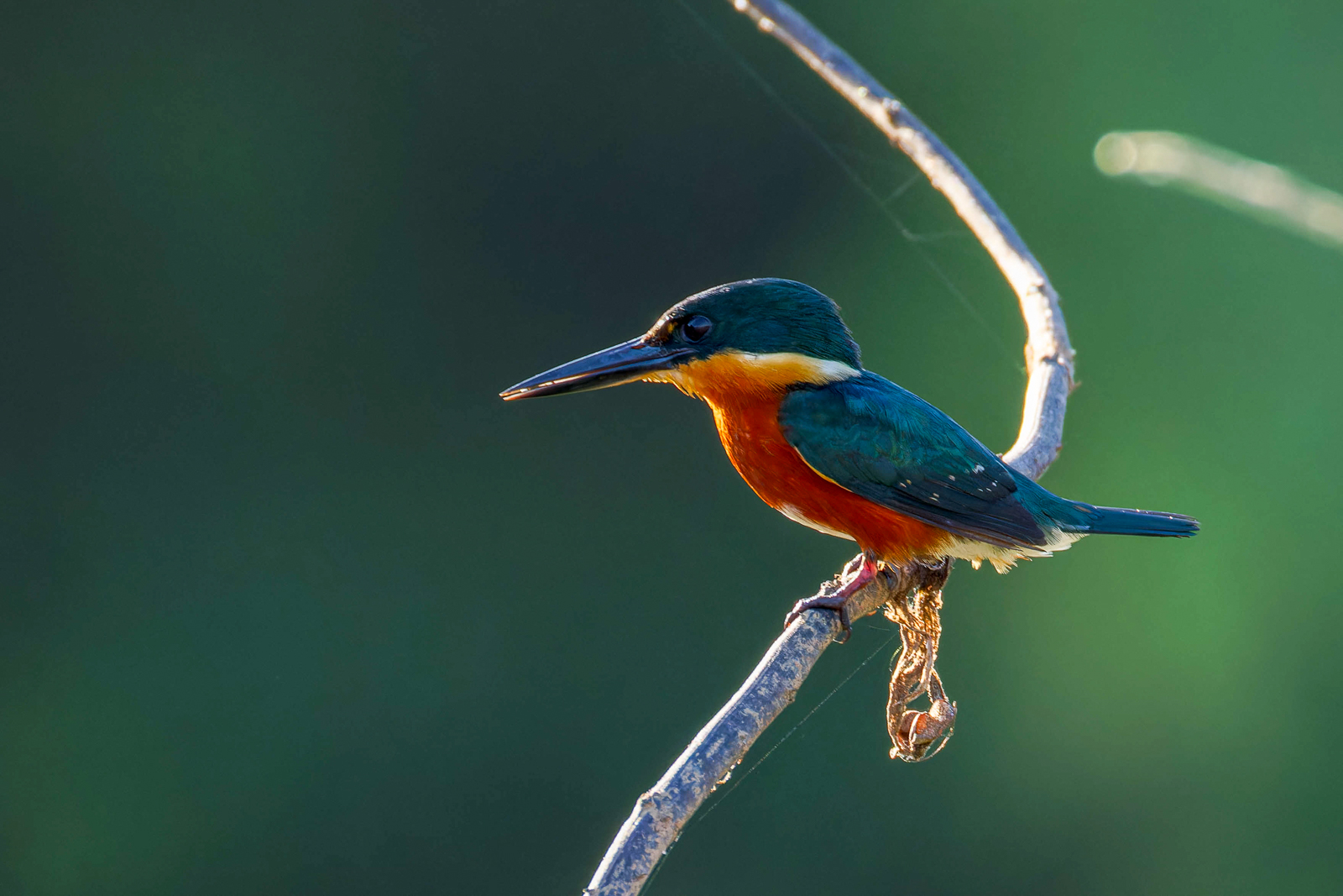 American Pygmy Kingfisher