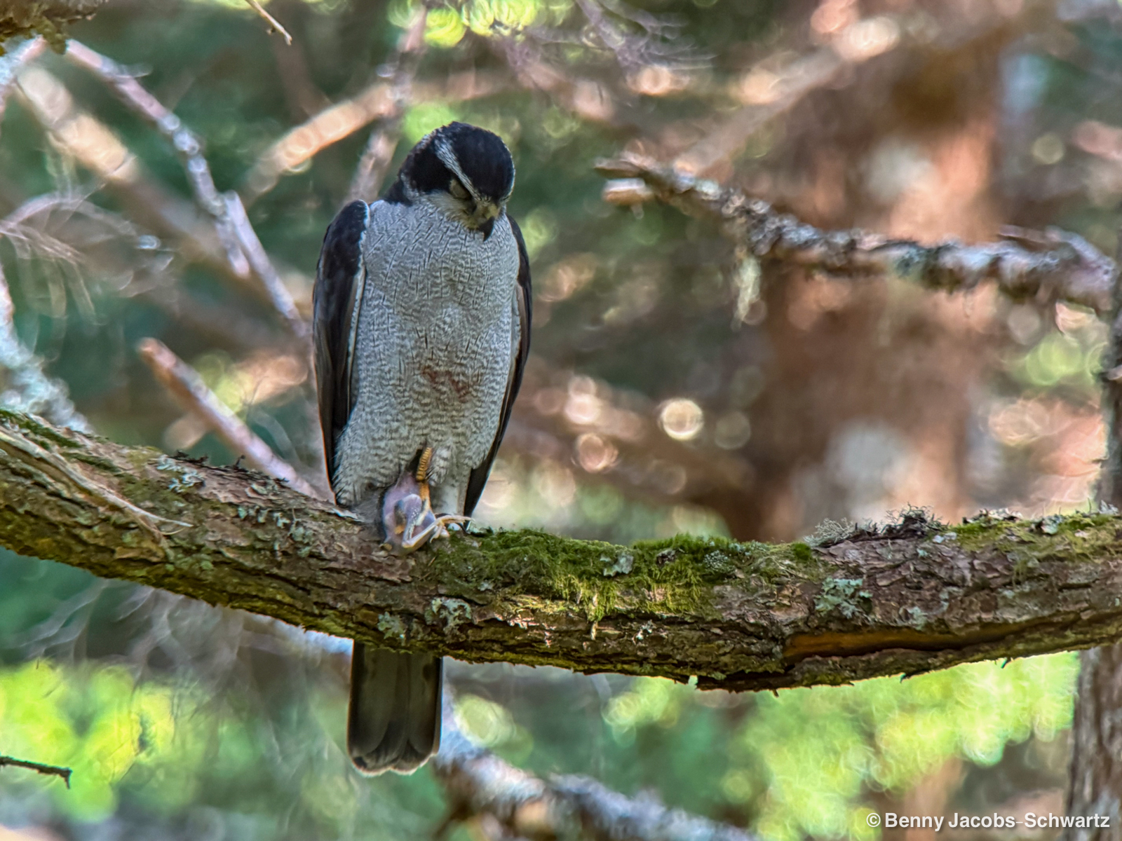 American Goshawk