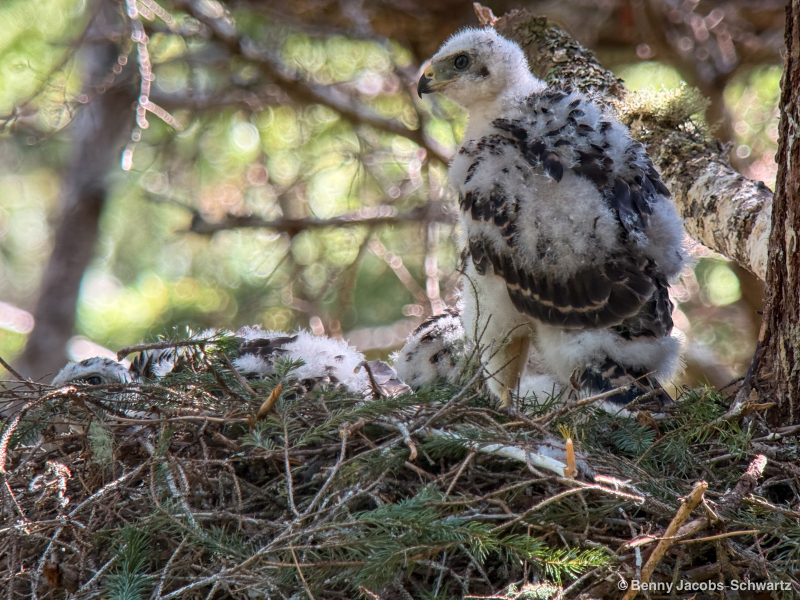 American Goshawk Nestling