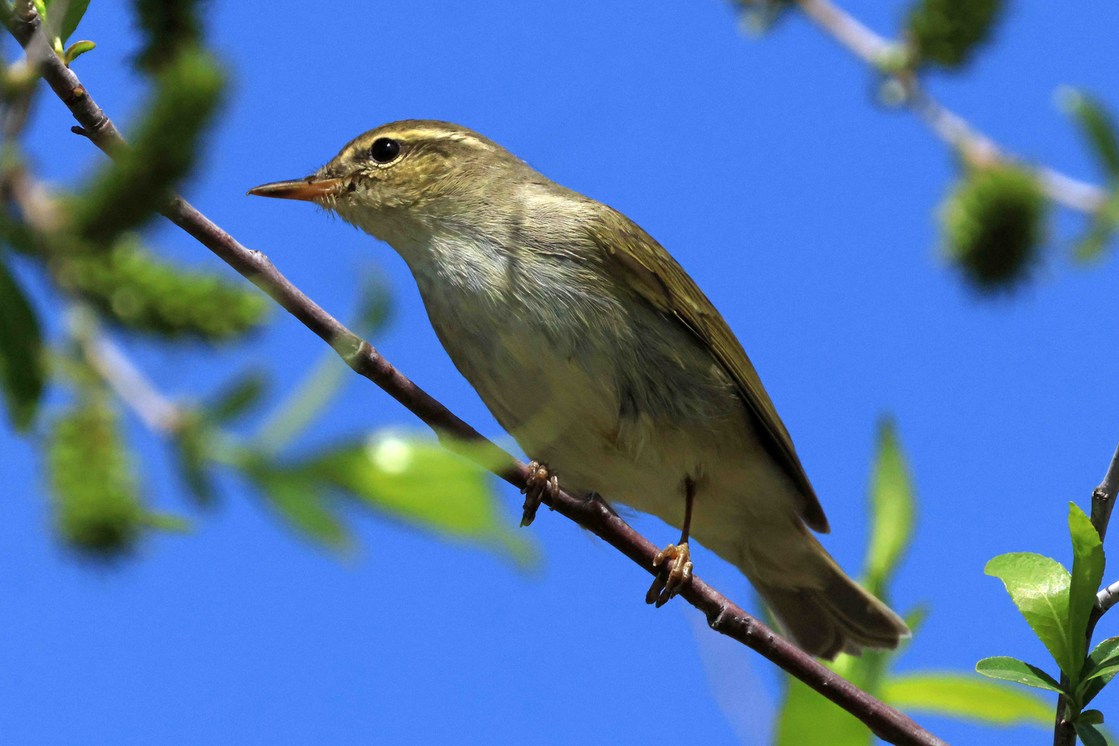 Arctic Warbler