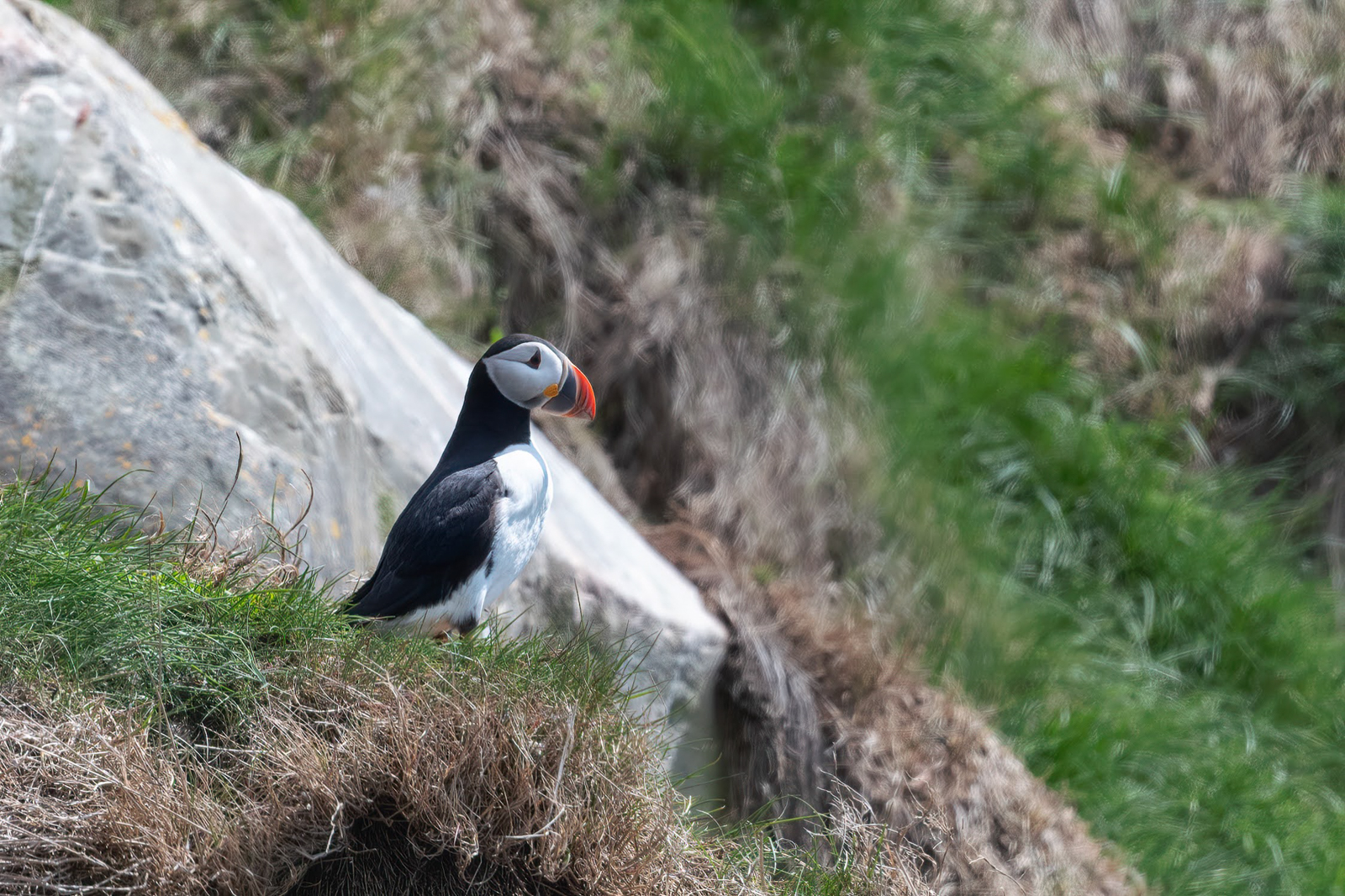 Atlantic Puffin