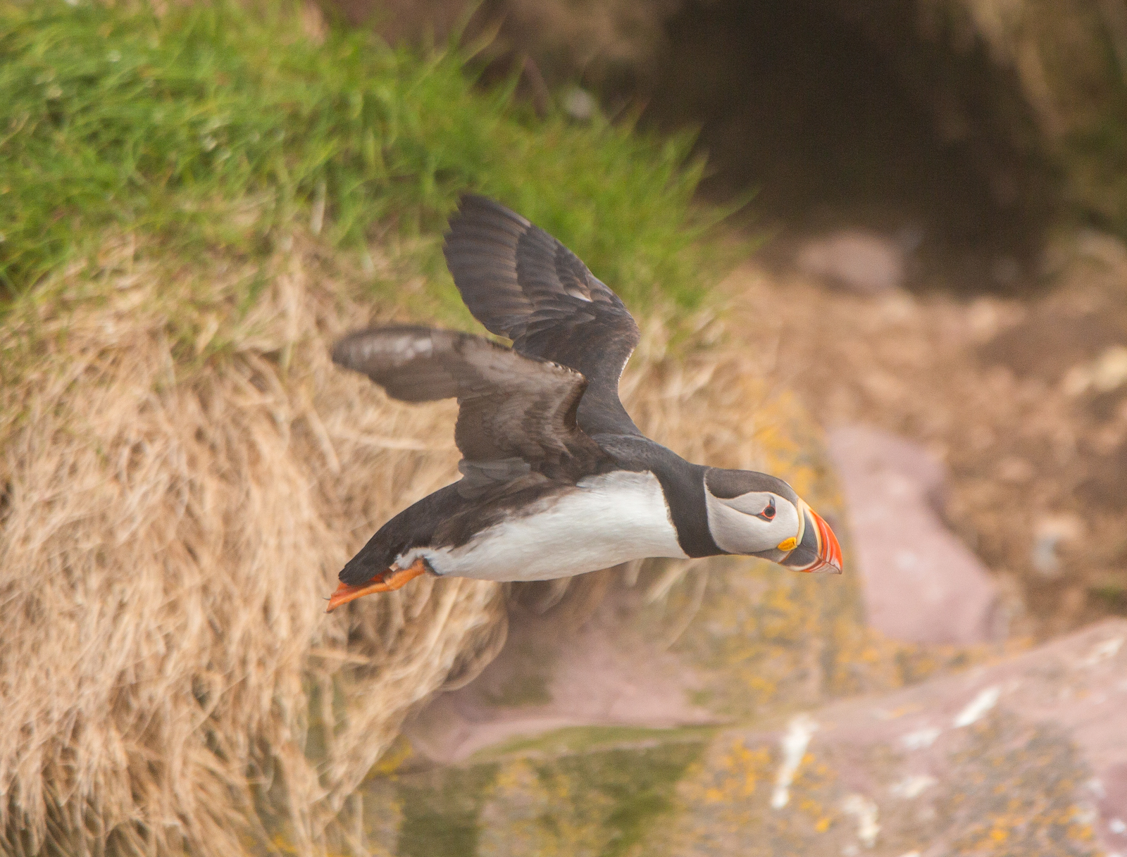 Atlantic Puffin