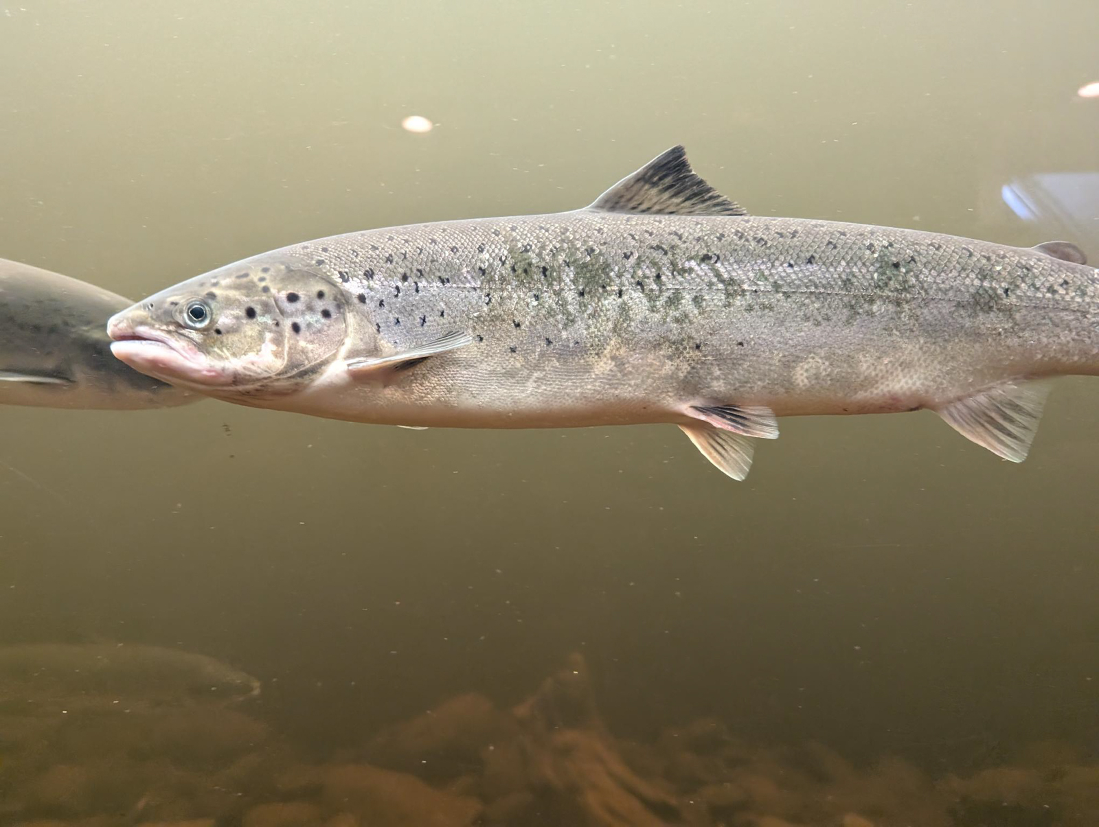 Atlantic Salmon