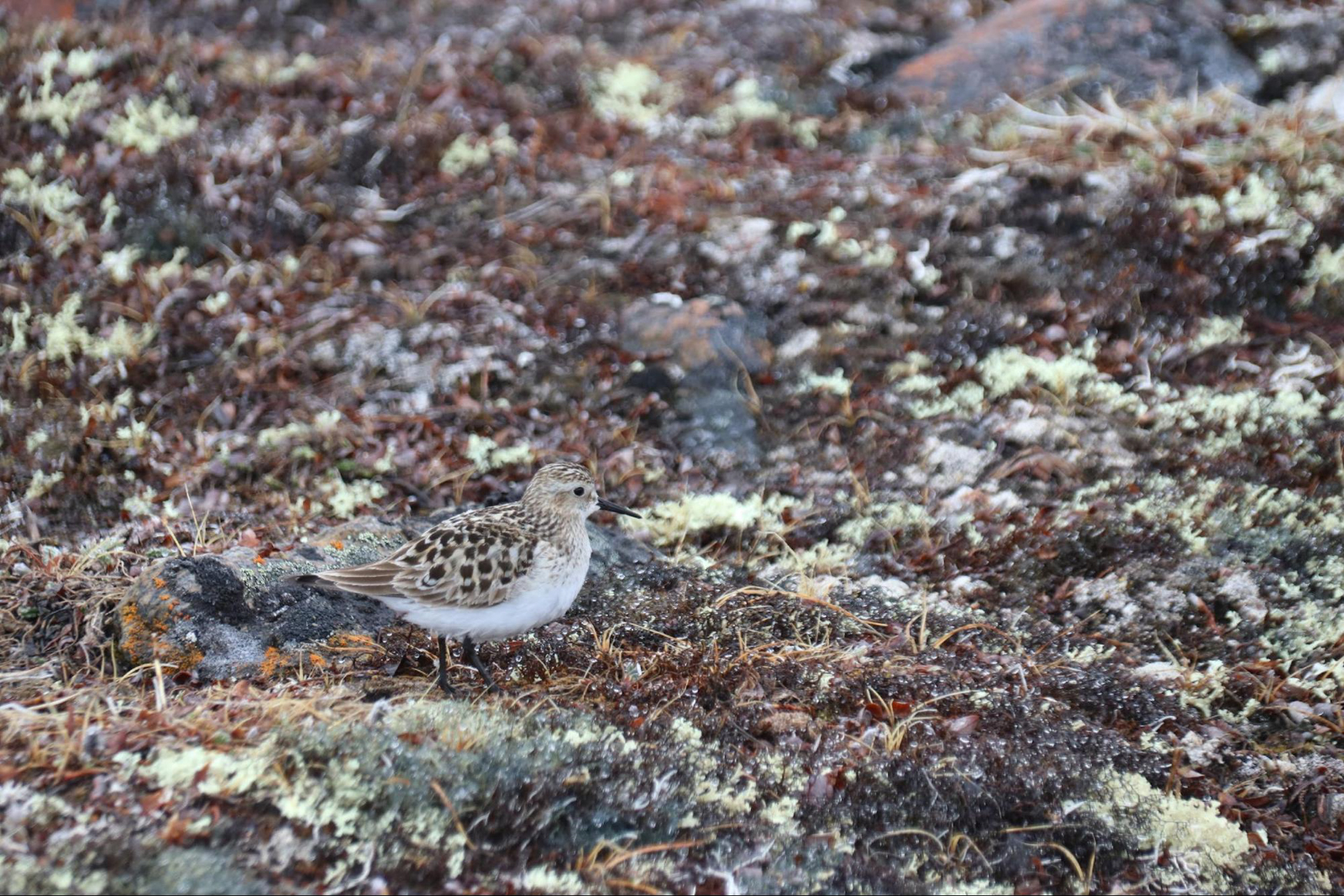 Baird's Sandpiper