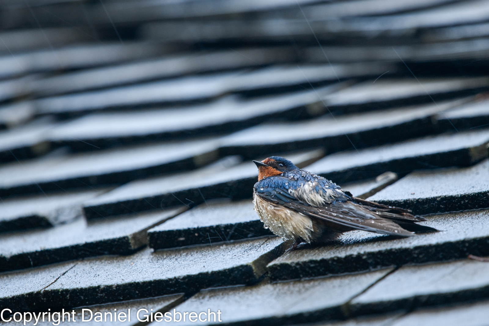 Barn Swallow at the tip of Point Pelee