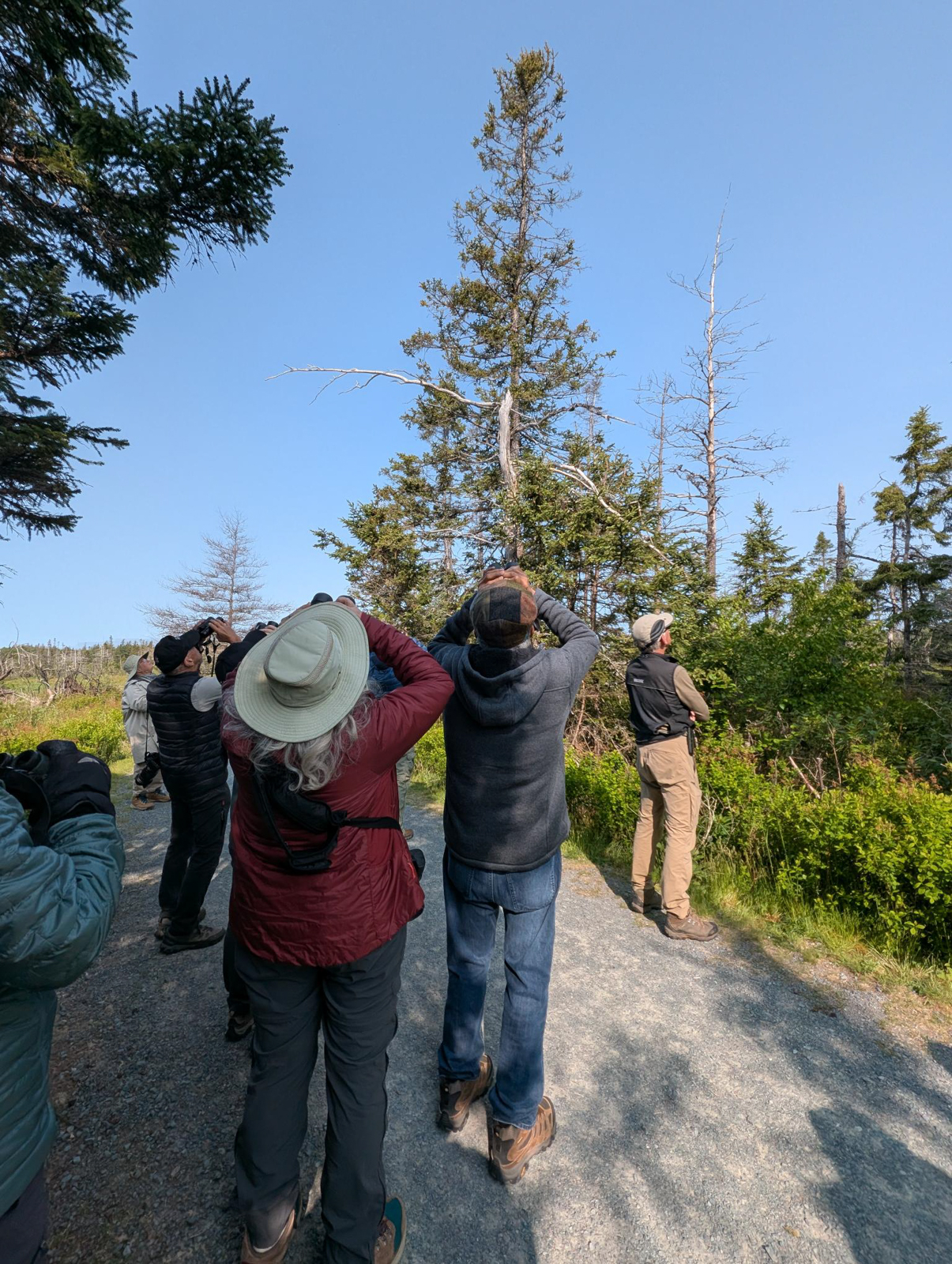 Bidgood birding