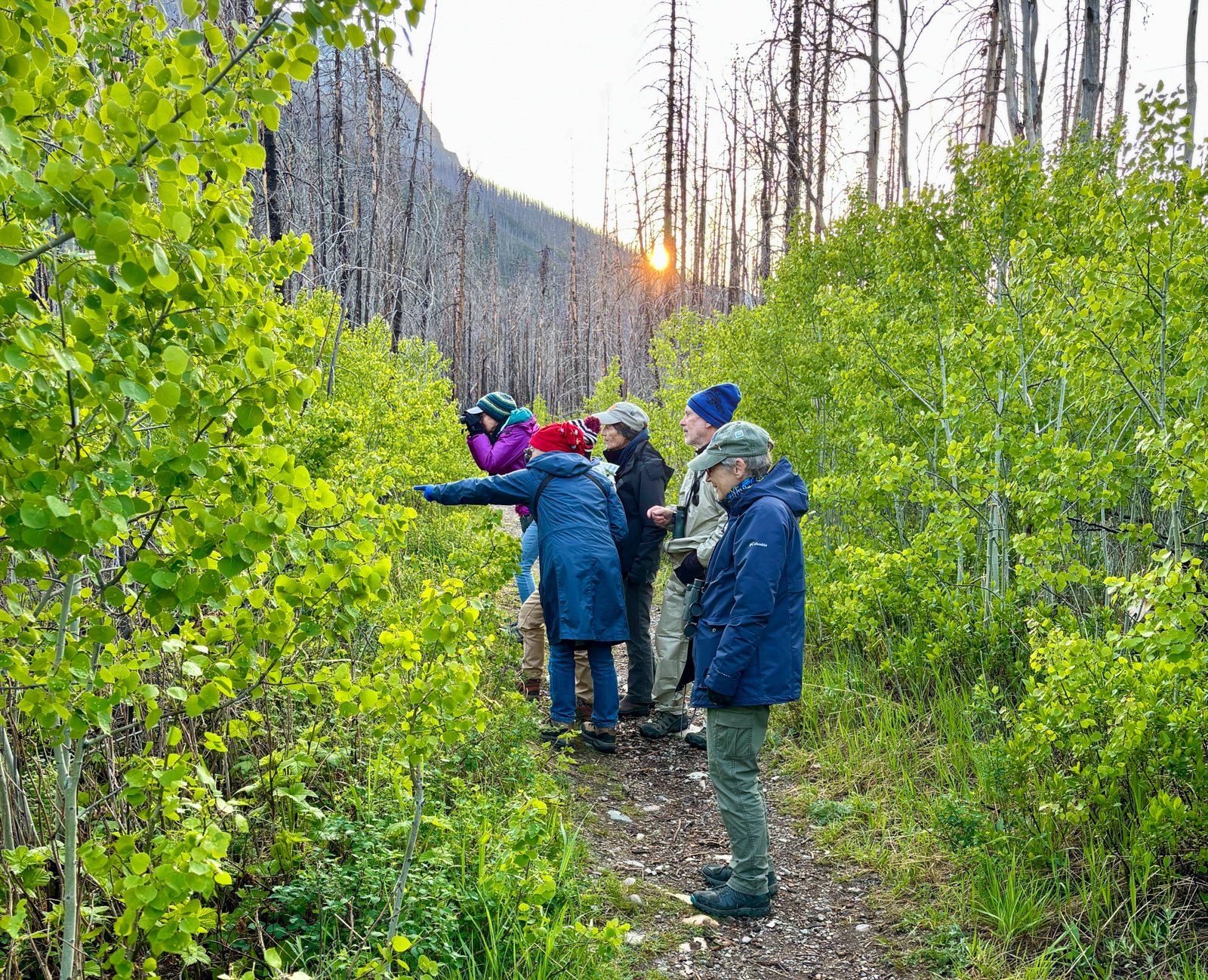 Birding in the Waterton burn
