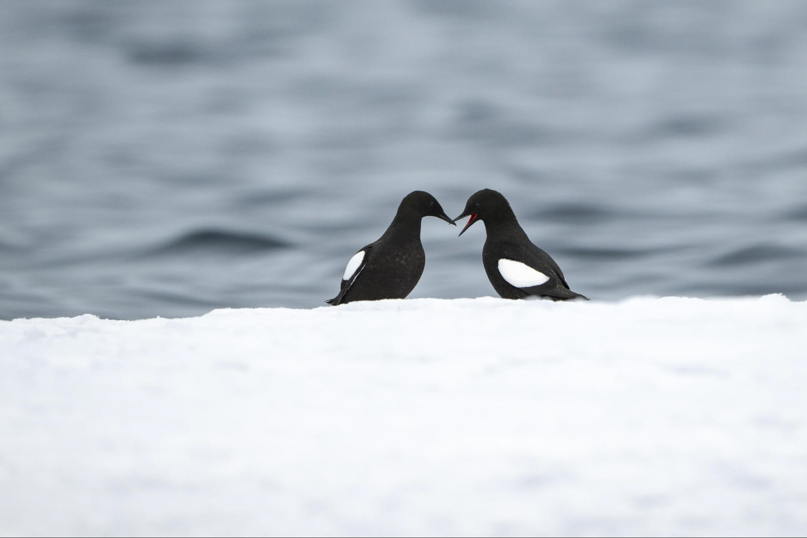 Black Guillemots