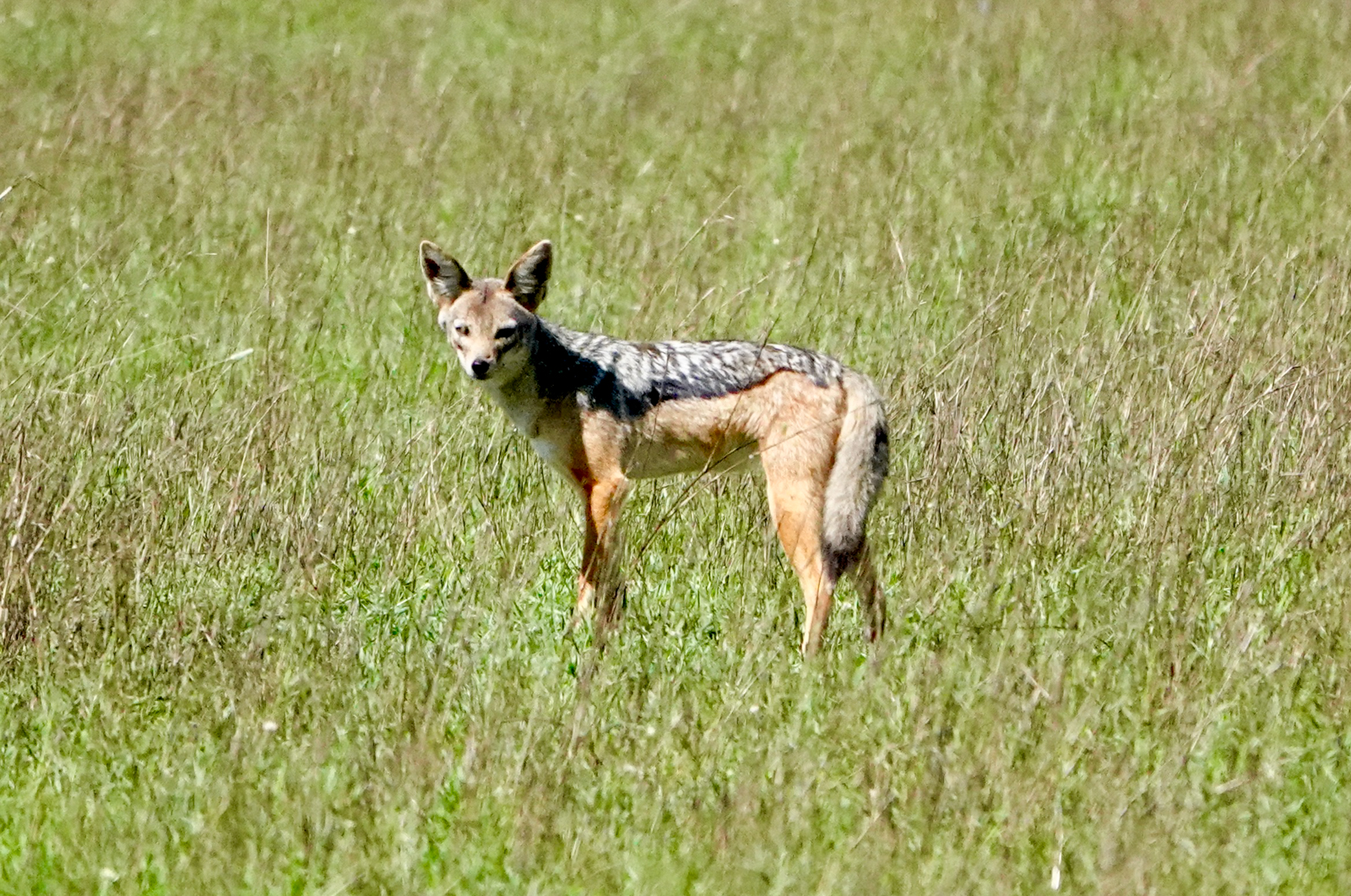 Black-backed Jackal