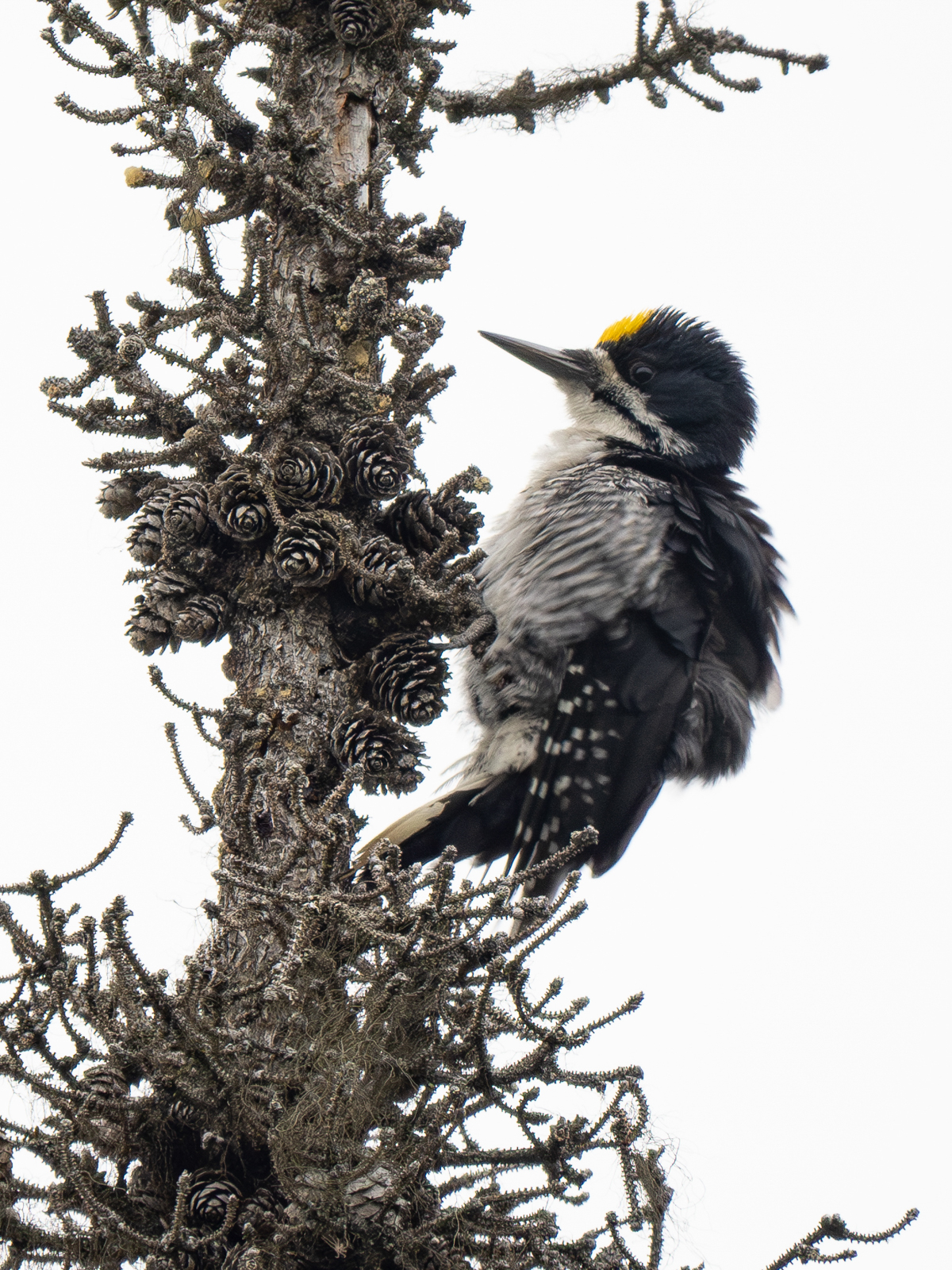 Black-backed Woodpecker