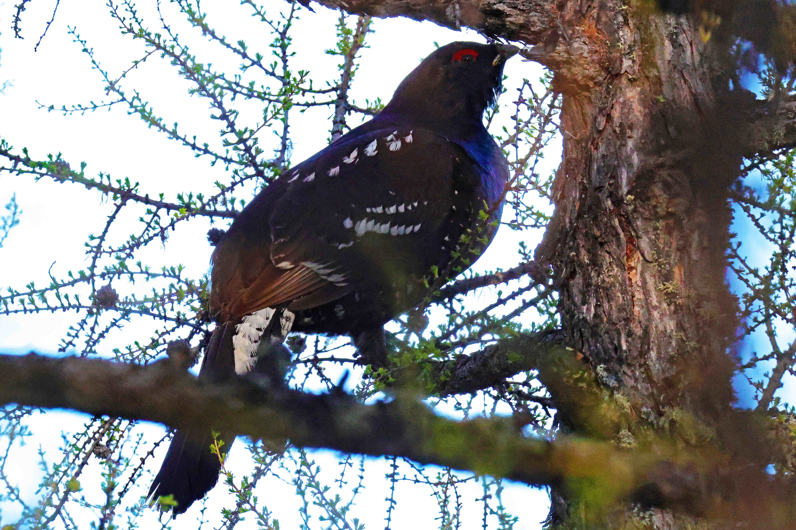 Black-billed Capercaillie