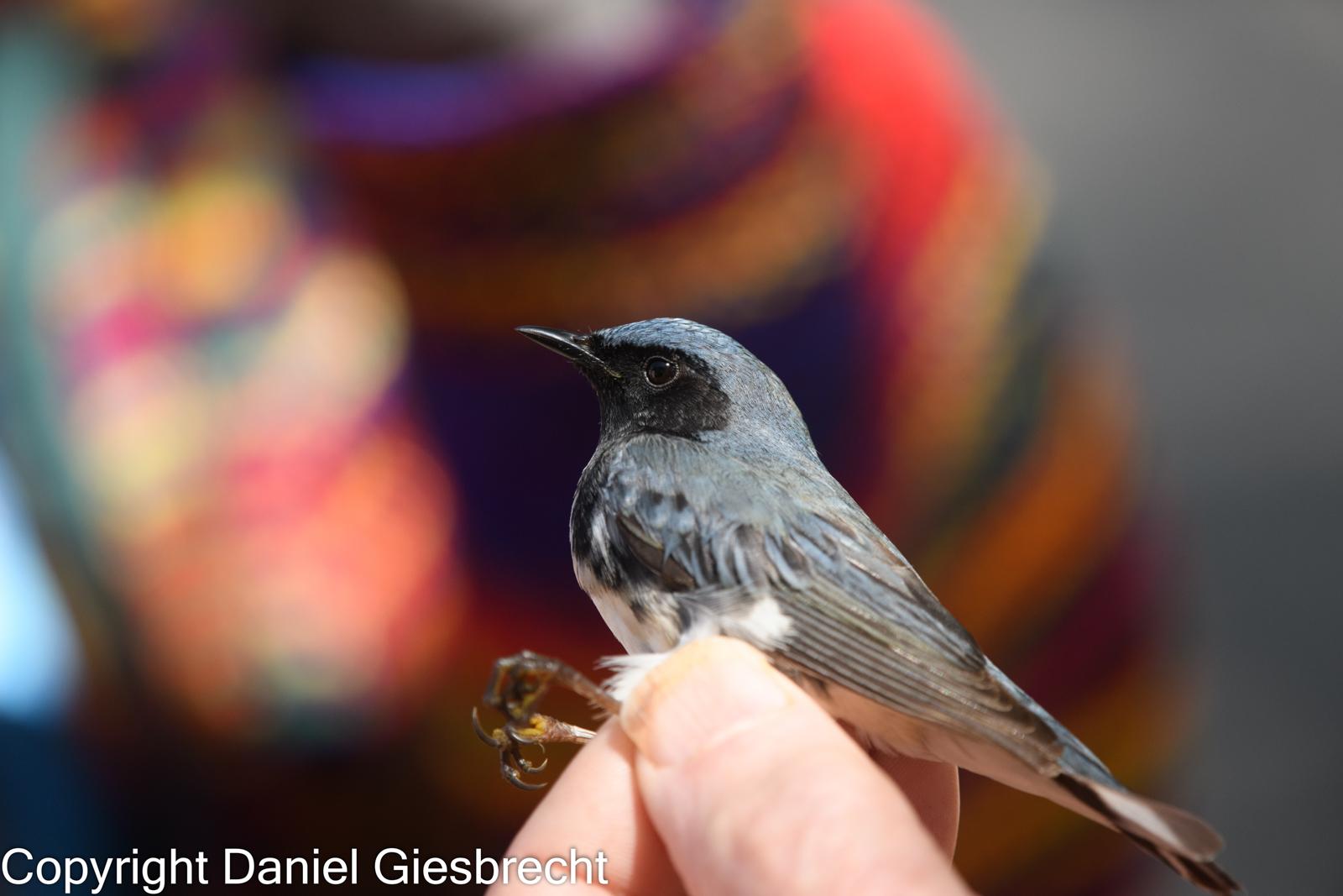 Black-throated Blue Warbler