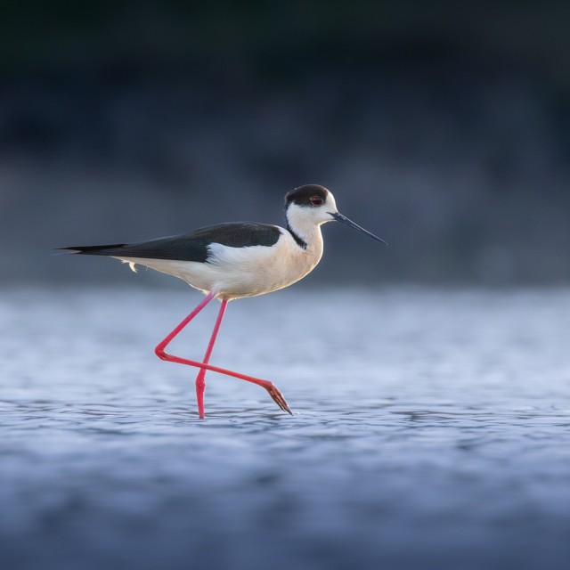 Black-winged Stilt