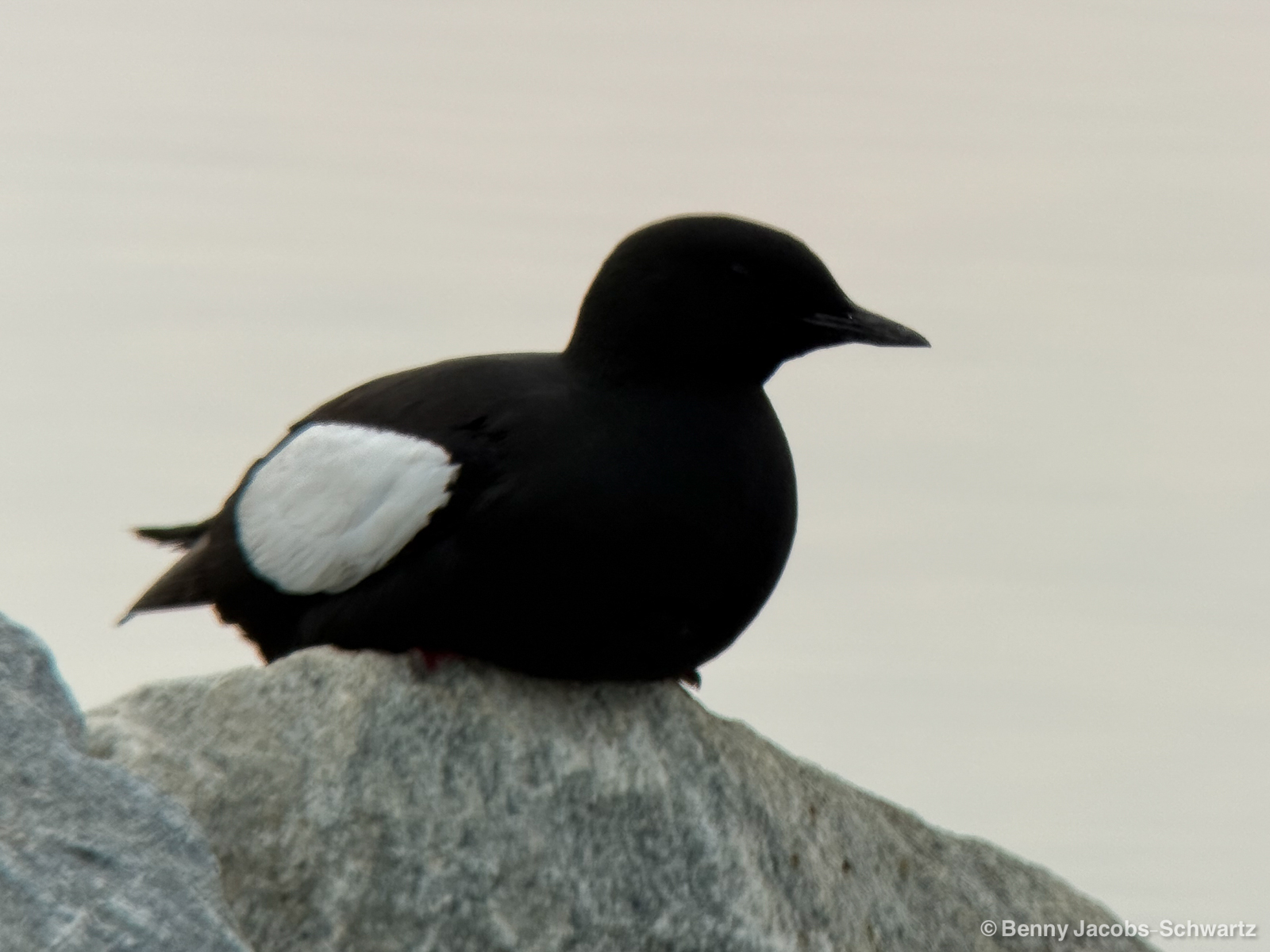 Black Guillemot