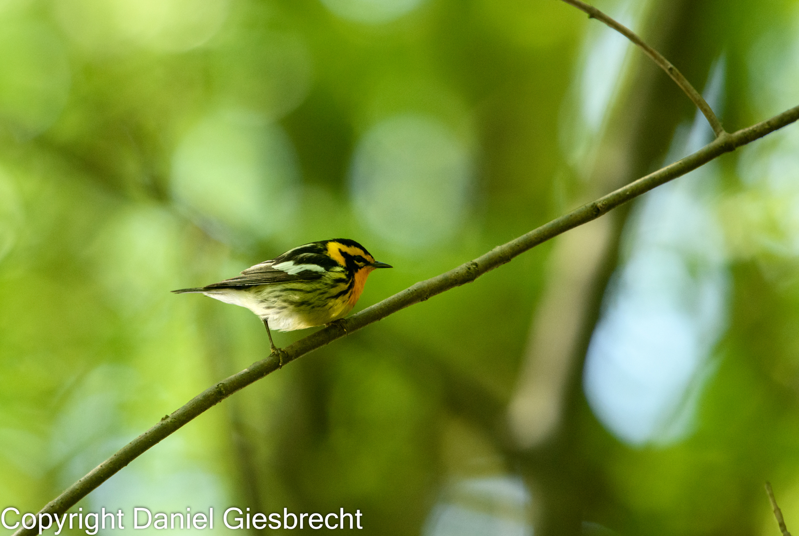 Blackburnian Warbler