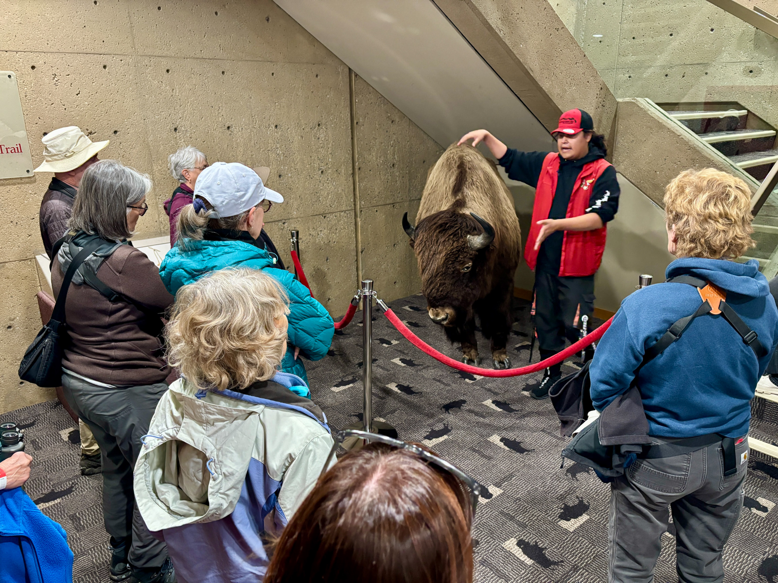 A Blood tribe interpreter, and buffalo.