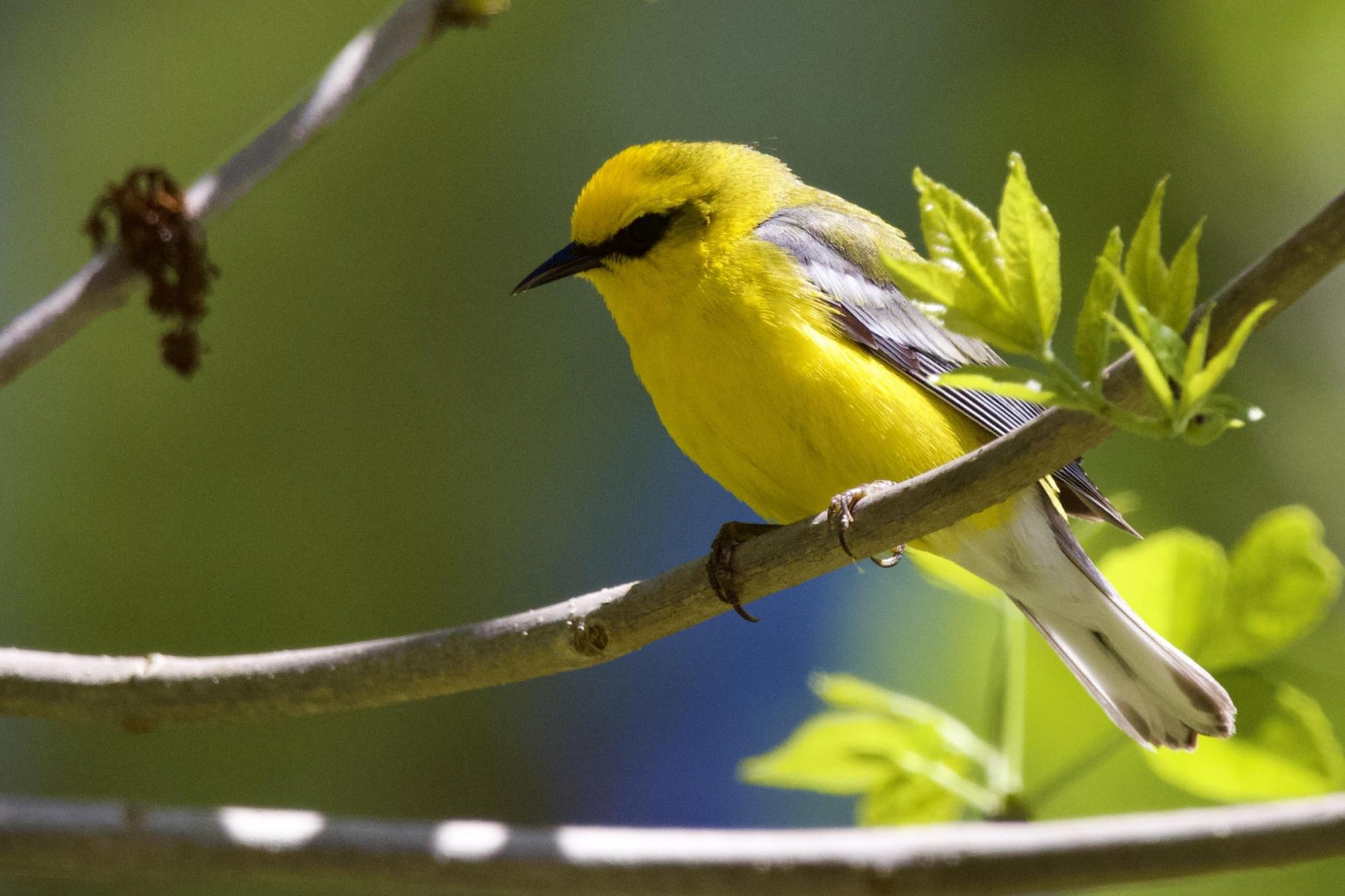 Blue-winged Warbler