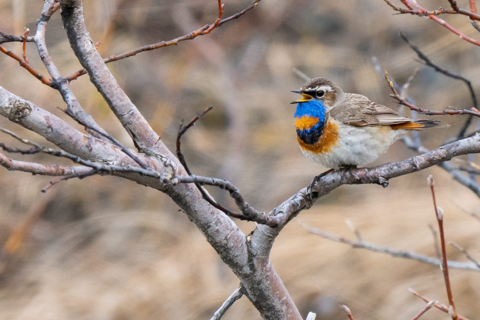 Bluethroat