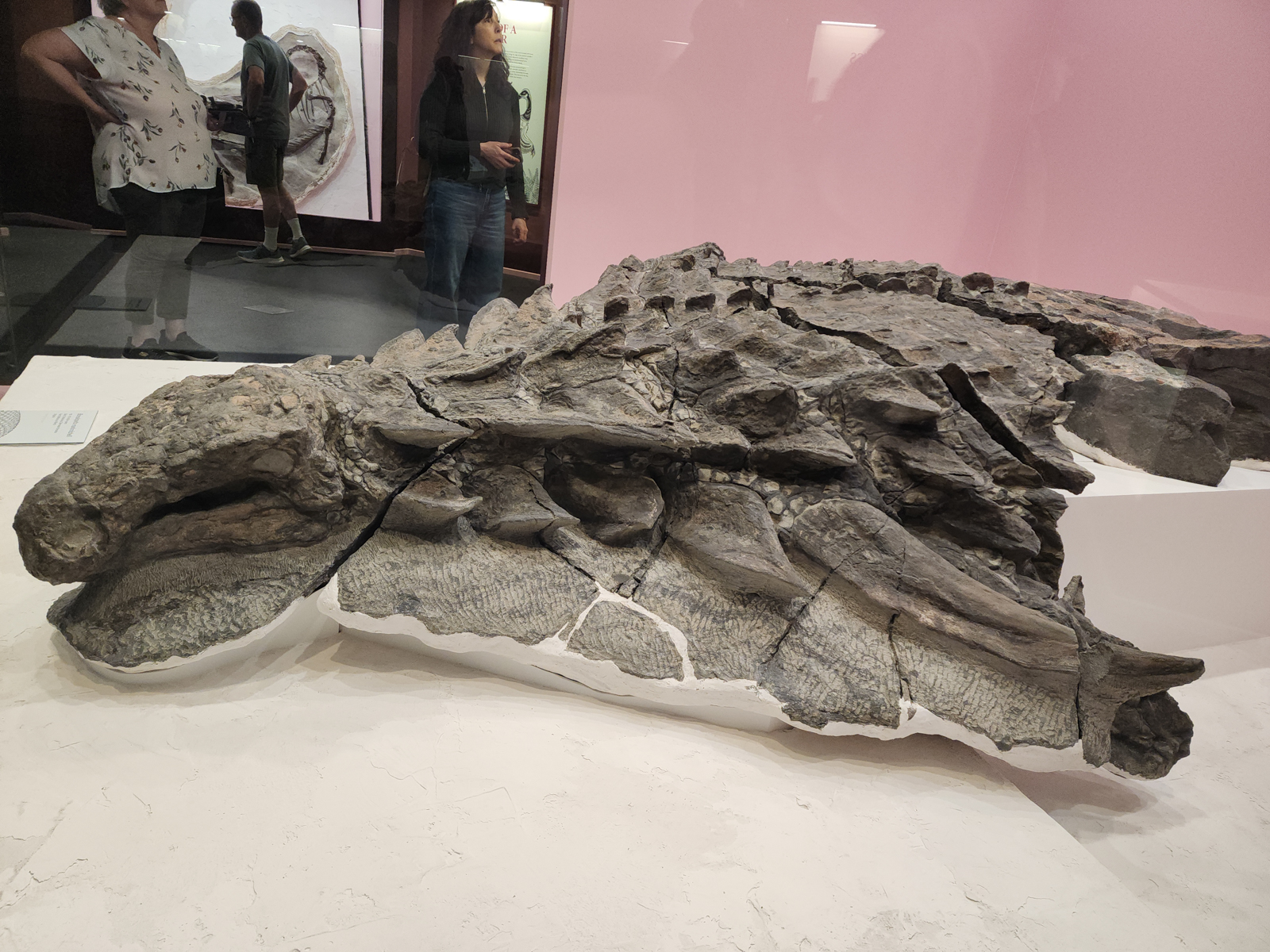 Borealpelta markmitchelli
