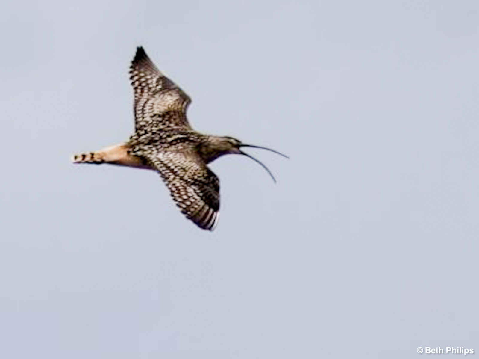 Bristle-thighed Curlew