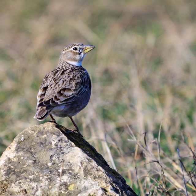 Calandra Lark