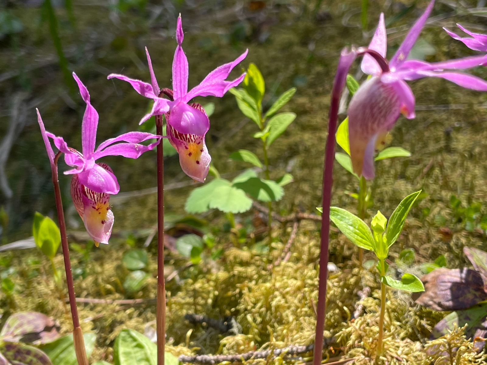 Calypso Orchid