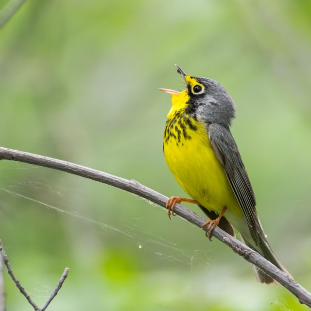 Canada Warbler