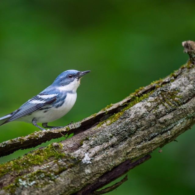 Cerulean Warbler