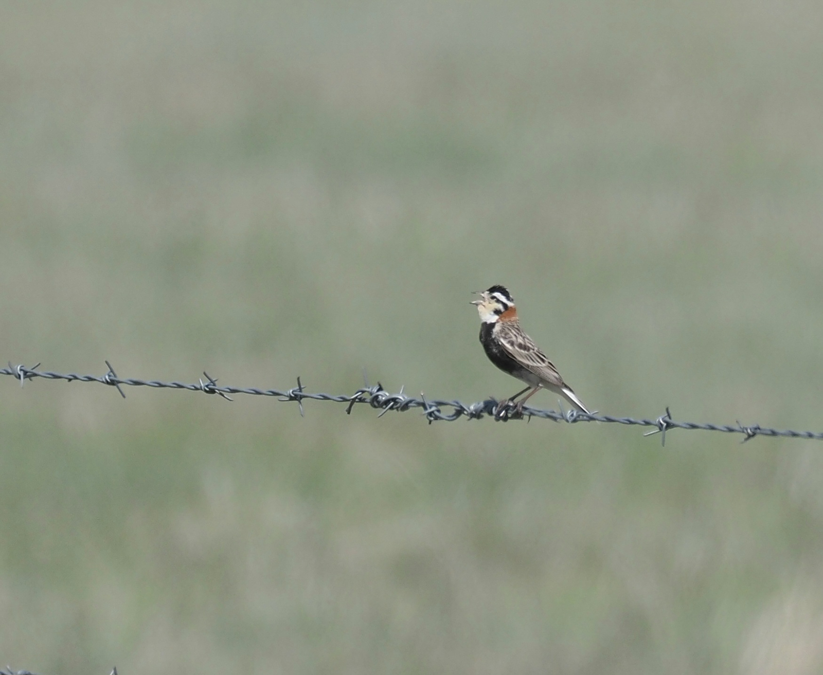 Chestnut-collared Longspur