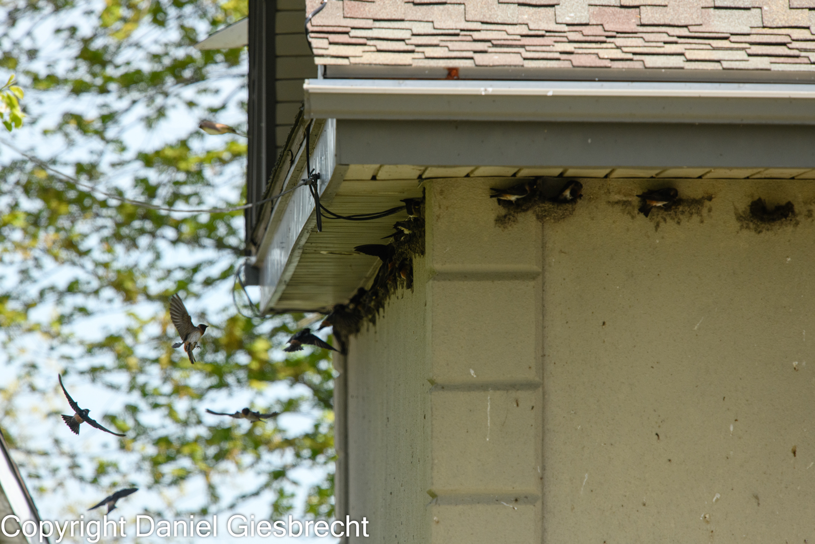 Cliff Swallows