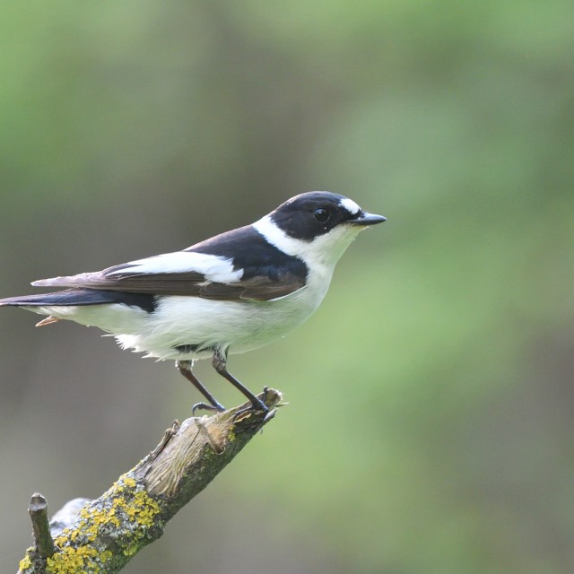 Collared Flycatcher