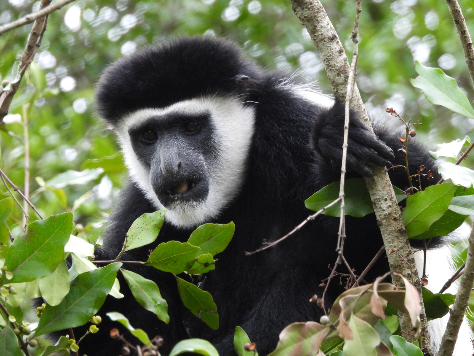 Colobus Monkey