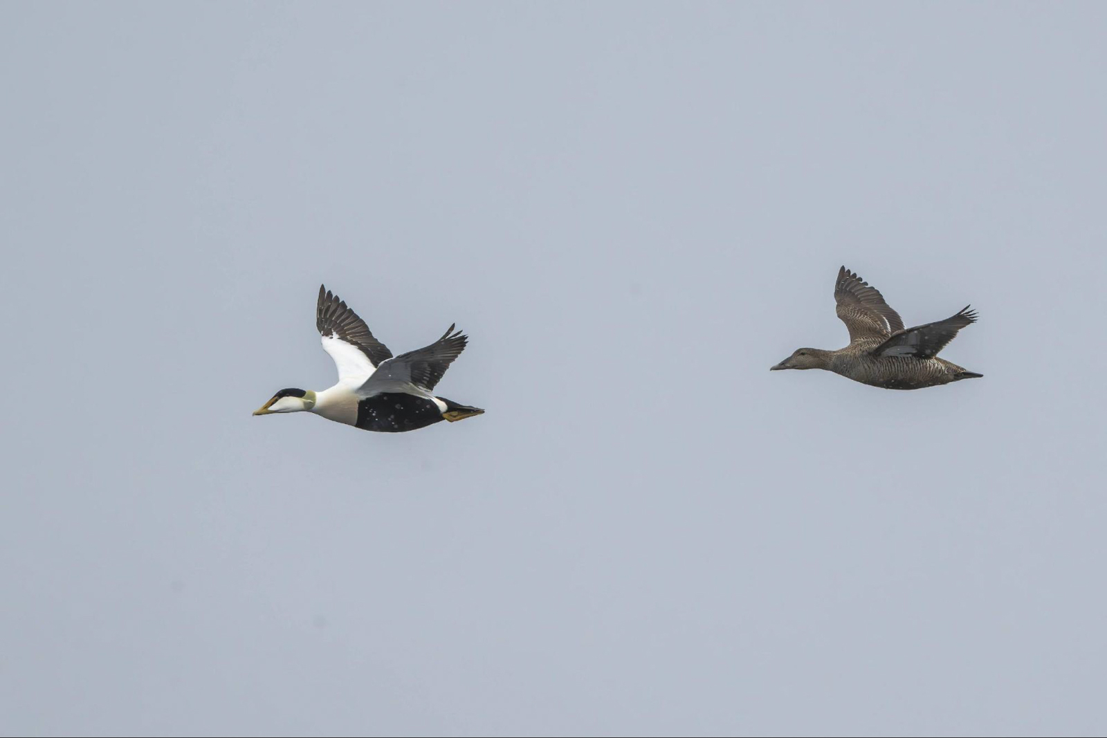 Common Eider