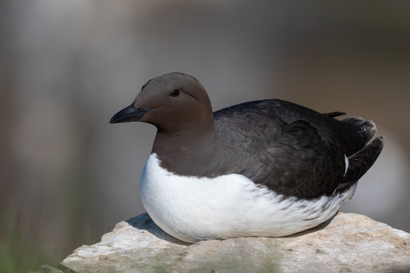 Common Murre